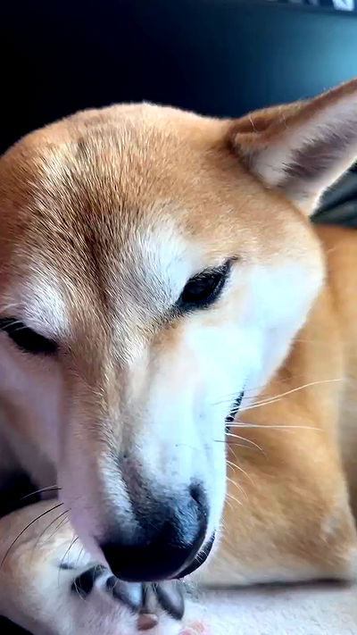 zommmbri zommmbri archive video