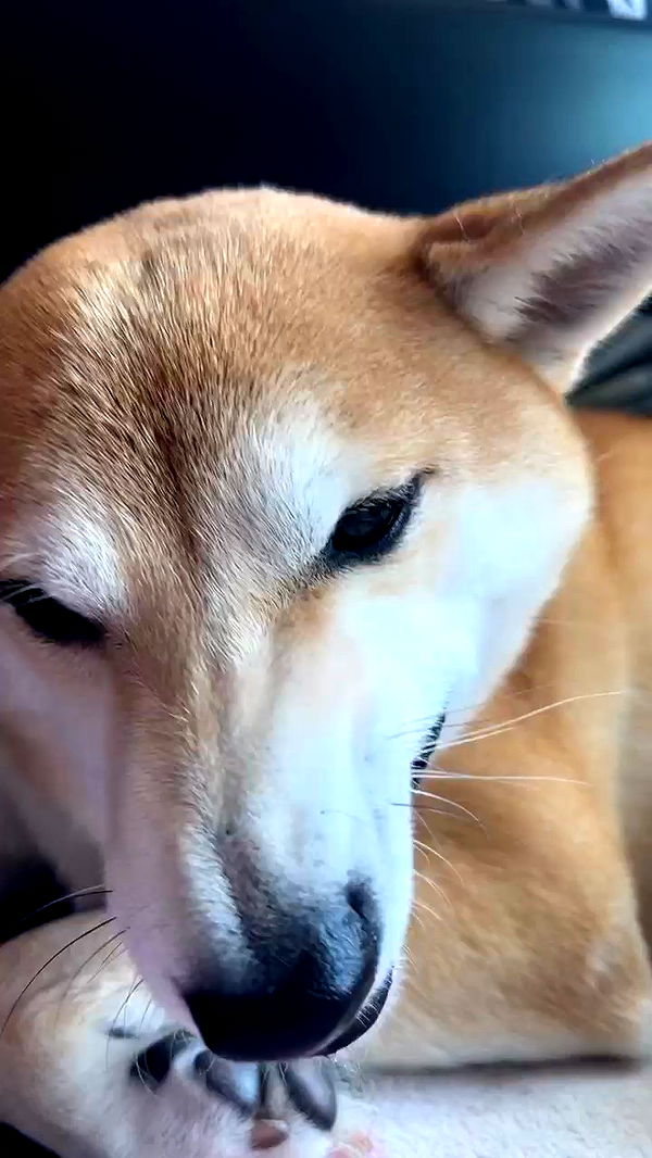 zommmbri archive video preview