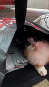estr3iia Altpins Profile Picture