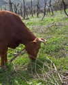 lizi.nazar Altpins Profile Picture