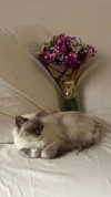 protheme Altpins Profile Picture
