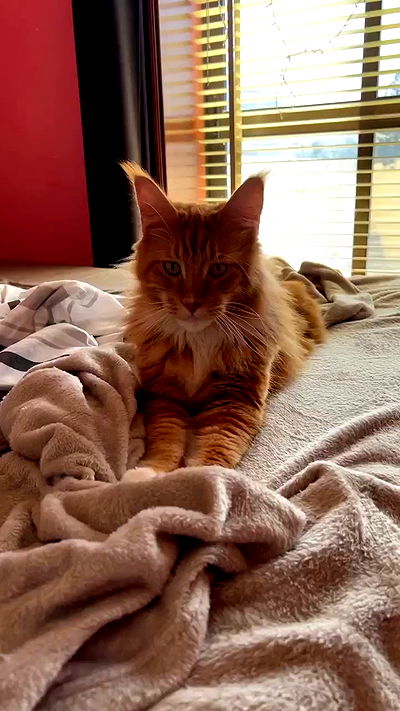 bakedsloths bakedsloths archive video