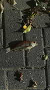 avitalll._ Altpins Profile Picture