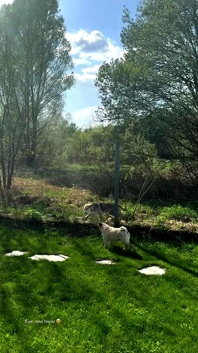 nyityam nyityam archive video