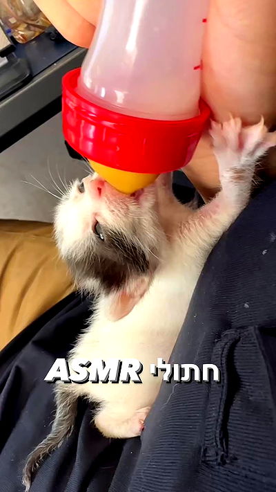 biton__adi biton__adi archive video