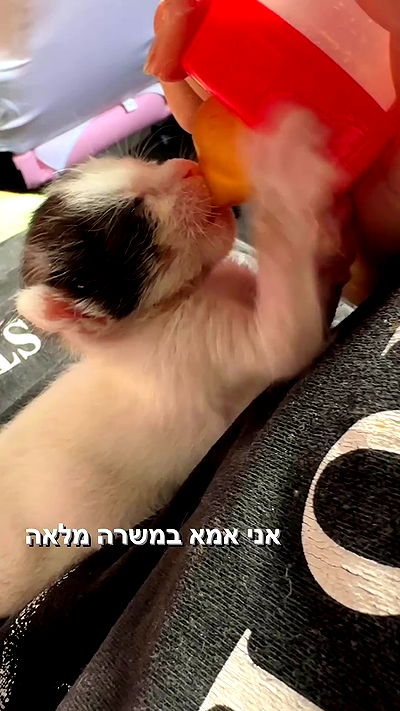 biton__adi biton__adi archive video