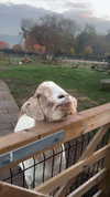 ellauk Altpins Profile Picture