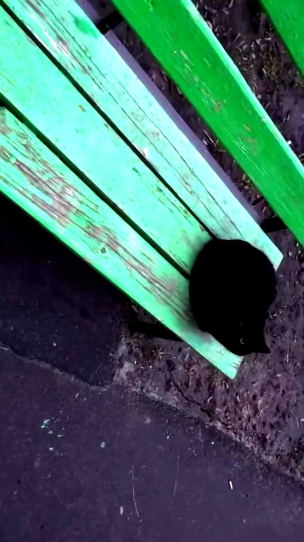 n3m4la_ archive video preview