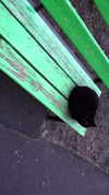 n3m4la_ Altpins Profile Picture