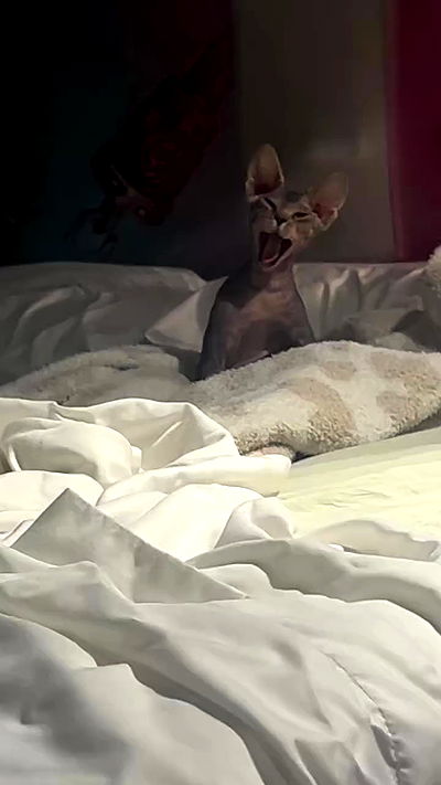 zommmbri zommmbri archive video