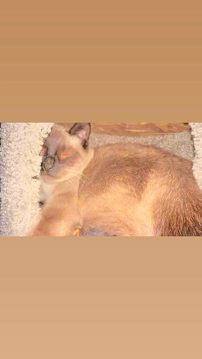 vamppyrbaby vamppyrbaby archive video