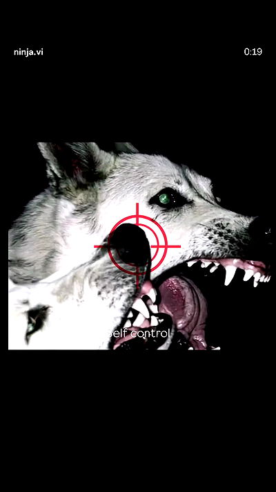 ninja.vi ninja.vi archive video