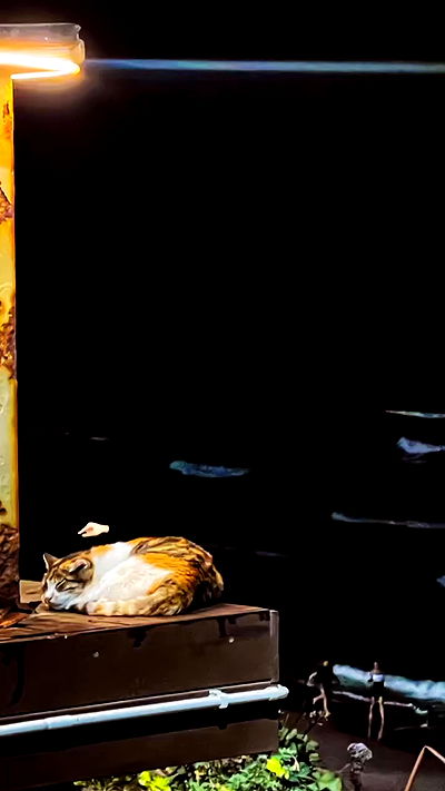 lissi77 lissi77 archive video