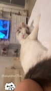 pixieonyxx Altpins Profile Picture