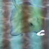 jailyneojeda Altpins Profile Picture