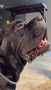 noa.benhemo Altpins Profile Picture