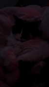estr3iia Altpins Profile Picture