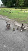 roni_ackerman Altpins Profile Picture