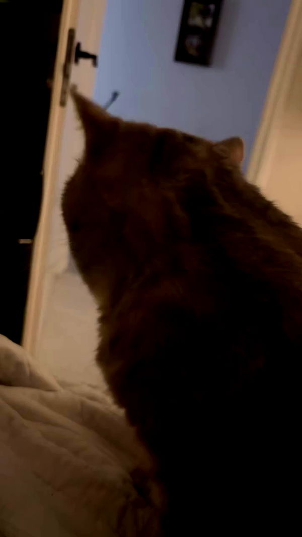 natalllluli archive video preview