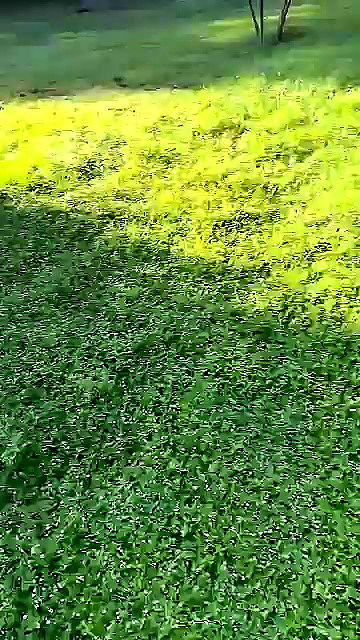 sophieraiin sophieraiin archive video