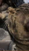 ellmari.e Altpins Profile Picture