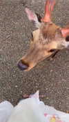 katie_westwood Altpins Profile Picture