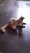 courtney2love Altpins Profile Picture