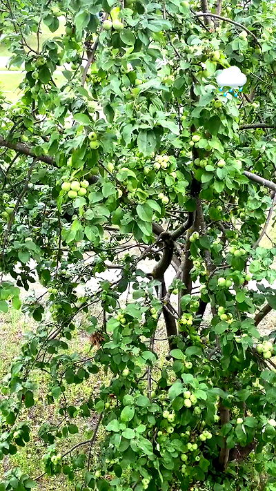 nyityam nyityam archive video