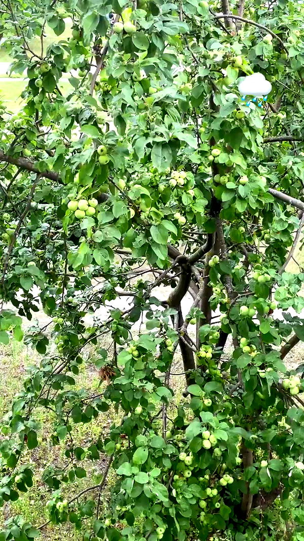 nyityam archive video preview