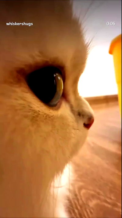 ninja.vi ninja.vi archive video