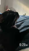 sydney_melman Altpins Profile Picture