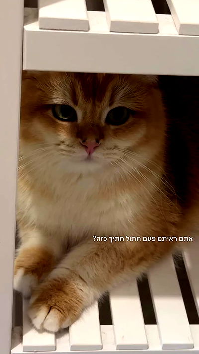 itsilanosh itsilanosh archive video