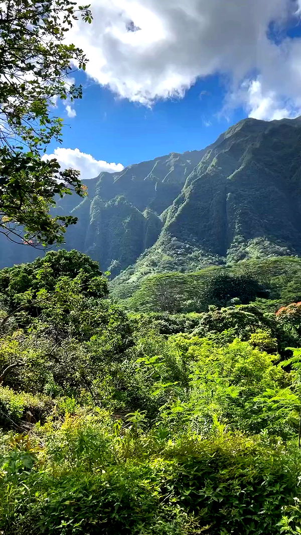 zommmbri archive video preview