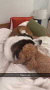 cclaire.bbear1 Altpins Profile Picture