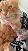 magg0tfleshh Altpins Profile Picture