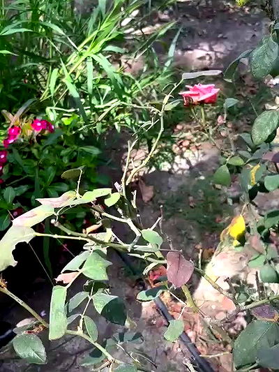 shayli_or shayli_or archive video