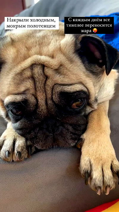 nyityam nyityam archive video