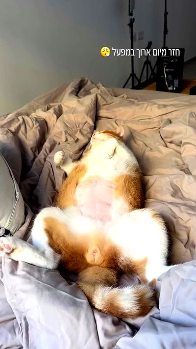 iambohema.v2 iambohema.v2 archive video