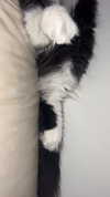 sydney_melman Altpins Profile Picture