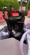 sydney_melman Altpins Profile Picture