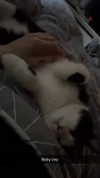 ratskelet0n Altpins Profile Picture