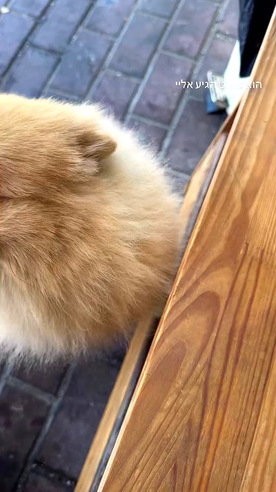 romy_ayalla_lavi romy_ayalla_lavi archive video