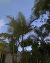 dana_kedem Altpins Profile Picture