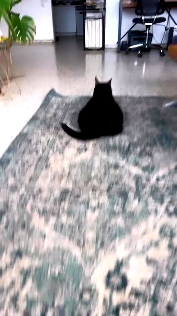 hellokittyangel666 archive video preview