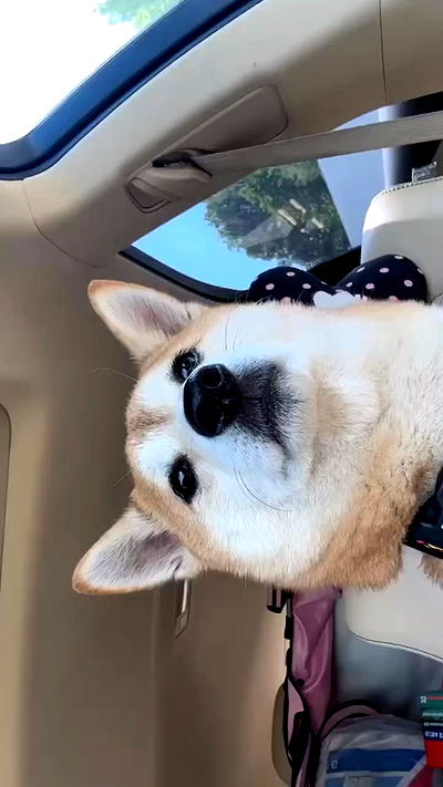 zommmbri zommmbri archive video