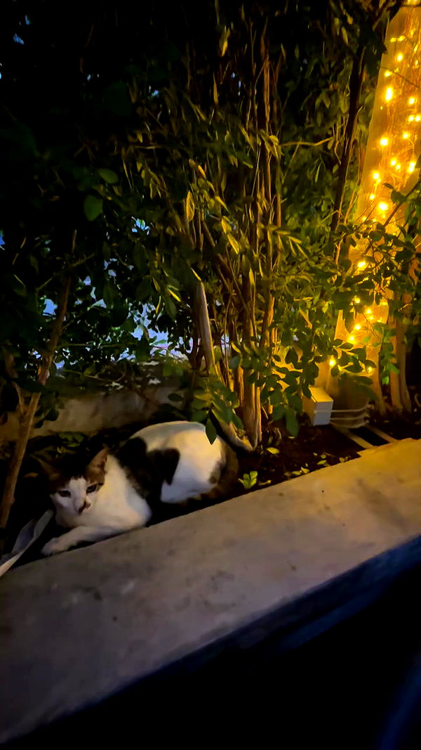 _shaybar._ archive video preview