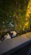 _shaybar._ Altpins Profile Picture