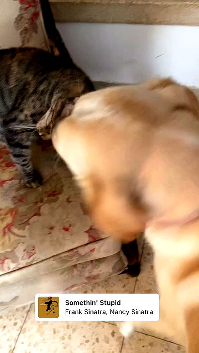 yam_adler yam_adler archive video