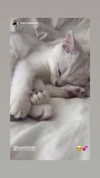 luuminizer Altpins Profile Picture