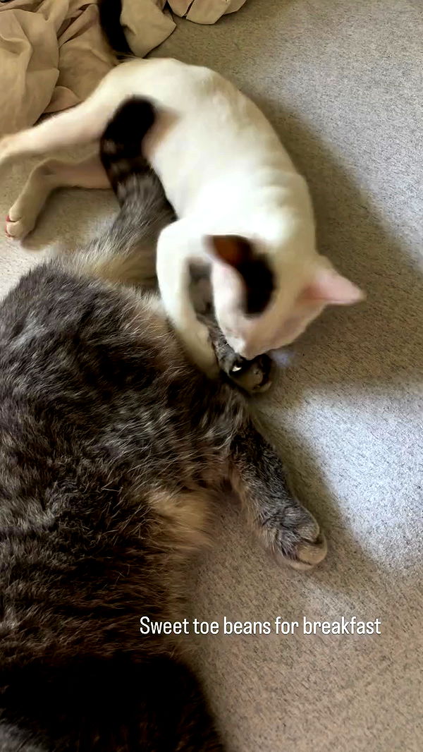 natalllluli archive video preview